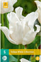 Tulp White Liberstar - Tulipa