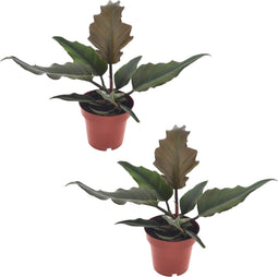 Plant in a Box - Philodendron Caramel - Set van 2 - Groene luchtzuiverende kamerplant - Caramel glans - Pot 12cm - Hoogte 25-35cm
