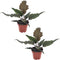 Plant in a Box - Philodendron Caramel - Set van 2 - Groene luchtzuiverende kamerplant - Caramel glans - Pot 12cm - Hoogte 25-35cm