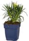 Griffioen - Dianthus Sunflor Yellow Bling Bling
