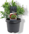 Warentuin natuurlijk - Chamaecyparis obtusa Brigitte 20-25 cm Coni...