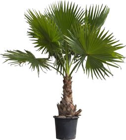 Mexicaanse Waaierpalm Wasthingtonia Robusta - 60-70 cm Stamhoogte