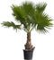 Mexicaanse Waaierpalm Wasthingtonia Robusta - 60-70 cm Stamhoogte