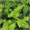 Plants by Frank | 1 strekkende meter Venijnboom haag | 6x Taxus media Farmen Ø12 cm - 20 cm | Groenblijvende haag | Tuinplanten | Planten