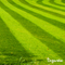 Organifer - Gazon Topdressing - Mix met Mycorrhiza en Rhizobacteriën (12x = 600 Liter - voor 600 m2)