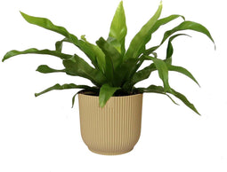 Asplenium 'antiquum' in sierpot Vibes Fold Rond (botergeel) ↨ 25cm - hoge kwaliteit planten