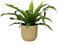 Asplenium 'antiquum' in sierpot Vibes Fold Rond (botergeel) ↨ 25cm - hoge kwaliteit planten