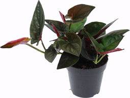 Syngonium erythrophyllum 'Red Arrow'