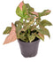 Syngonium podophyllum 'Red Spot'