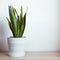 Plant in a Box - Sansevieria Laurentii - Makkelijke Kamerplant - Vrouwentong - Pot 14cm - Hoogte 40-50cm