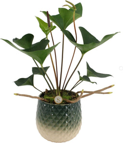 Anthurium Arrow in Florence Green Keramiek – ↨ 40cm – ⌀ 12cm