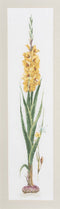 Thea Gouverneur - Borduurpakket met telpatroon - 3072A - Voorgesorteerde DMC Garens - Gele Gladiolen - Aida - 20 cm x 88 cm - DIY Kit