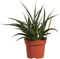 Sanseveria - Fachjan - Groene Plant- Hoogte 30 cm