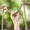 Swing King klimtoestel hout Bokito 240cm - met accessoires