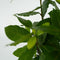 Plant in a Box - Laurier - Laurus nobilis - Hoogte 30-40cm - Pot 14cm - Struik - Groen