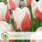 Plant in a Box - Tulipa Willem vd Akker - Bloembollen x21 - Tulp - Tweekleurig - Tulpen uit Holland