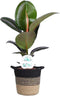 Ficus Elastica Robusta in plantenmand Sumatra - Forever Plants - Groene plant- Hoogte 55 cm