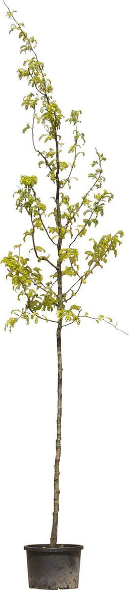 Gele valse Christusdoorn | Gleditsia tr. 'Sunburst' 10-14 cm | Bomenbezorgd.nl