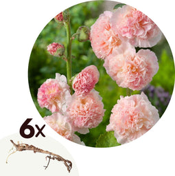 Plant in a Box - Alcea Rosea Peaches 'N Dreams - Set van 6 - Stokroos - Wortelstokken - Zomerbloeiende plant