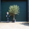 Olijfboom | Olea europaea 40-60 cm | Bomenbezorgd.nl