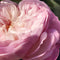 Chloé Rose Naturelle Eau de parfum navulbaar 100 ml