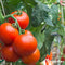 Groentezaden Pakket - Moestuinzaden - 25 Culinaire Soorten - Groentezaden - Tomaten Zaden - Komkommer Zaden - Peper Zaden - Aardbeien Zaadjes - Paprika Zaden - Groentezaden Moestuin - Organifer