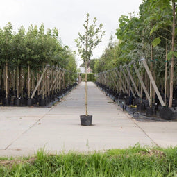 Witte meidoorn | Crateagus l. 'Carriereii' 14-18 cm | Bomenbezorgd.nl