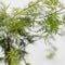 Plant in a Box - Acer palmatum 'Garnet', 'Emerald Lace' - Mix van 2 - Japanse Esdoorns Winterhard- Pot 19cm - Hoogte 60-70cm