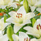 Plant in a Box - Lilium orientalis 'Happy Ice' - Set van 6 - Lelie - Bloemknollen - Zomerbloeiers - Knol - Wit