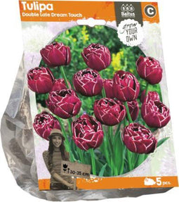 Tulipa Double Late Dream Touch (Sp) per 5