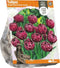 Tulipa Double Late Dream Touch (Sp) per 5