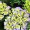 Goed & Groen - Decorum Hydrangea Bol Blauw in Bucket - ↨ 40cm - Potmaat 23 - Exclusieve Kwaliteit Planten - Kamer Plant - Kamerplanten - Sfeer - Interieur