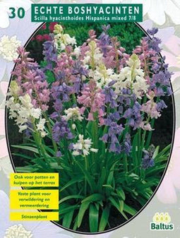 2 stuks - Baltus - Scilla Hispanica, Mix per 30
