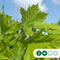 Zuil esdoorn | Acer platanoides 'Columnare' 6-10 cm | Bomenbezorgd.nl