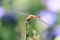 CANON EOS R50 RF-S 55-210MM F5-71 IS STM Systeem
