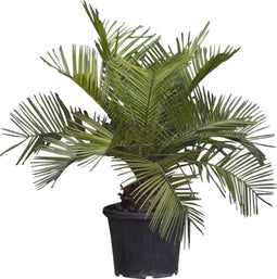 Chileense wijnpalm Jubaea chilensis 110 cm