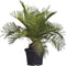 Chileense wijnpalm Jubaea chilensis 110 cm