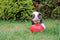 Jolly Pets Jolly Egg hondenspeelgoed – 20cm – Stevige hondenbal - Gemaakt van Extreem duurzaam kunststof - Geschikt voor de Kleinere hond – Weerbestendig - Rood