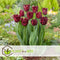 Plant in a Box - Tulipa Labrador - Bloembollen x10 - Tulp - Donkerpaars - Sierlijk gevormde bloemen