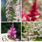 Plant in a Box - Astilbe - Mix van 6 - Pluimspirea - Wortelstokken - Robuuste bloeiende plant