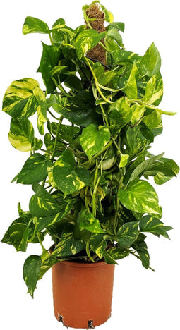 Plant in a Box - Epipremnum Scindapsus Aureum - klimop drakenboom kamerplant echt - Pot 21cm - Hoogte 80-90cm