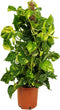 Plant in a Box - Epipremnum Scindapsus Aureum - klimop drakenboom kamerplant echt - Pot 21cm - Hoogte 80-90cm