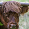 Customize it - Tuinschilderij highlnd cattle 70x50