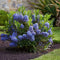 Plant in a Box - Ceanothus thyrsiflorus Repens - Voorjaarsbloei - Glanzend blad - Wintergroene struik - Pot 17cm - Hoogte 60-70cm