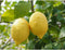 Zure citroen boom Citrus limon h 150 cm st. omtrek 25 cm