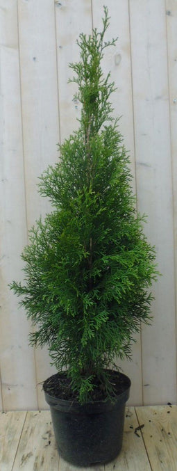 Conifeer Thuja Smaragd 110 cm