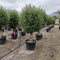 Olijfboom Olea europaea 225 cm