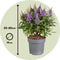 Plant in a Box - Buddleja Candy Little Lila - Buddleja davidii - Vlinderstruik Winterhard - Paarse bloemen - Pot 19cm - Hoogte 30-40cm