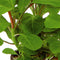 Levende aquariumplant Lobelia cardinalis 5 cm pot per stuk