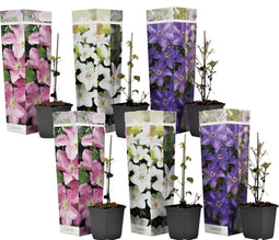 Plant in a Box - Mix van 6 Clematis - Clematis hybrid 'Mme Le Coultre', 'Hagley Hybrid', 'Polish Spirit' - Pot 9cm - Hoogte 25-40cm